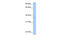 NIPA Like Domain Containing 2 antibody, 26-458, ProSci, Western Blot image 