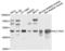 Solute Carrier Family 16 Member 3 antibody, LS-C331531, Lifespan Biosciences, Western Blot image 