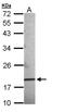 Anterior Gradient 3, Protein Disulphide Isomerase Family Member antibody, NBP1-33008, Novus Biologicals, Western Blot image 