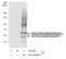 Glypican 1 antibody, GTX104557, GeneTex, Immunoprecipitation image 