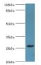 Triggering Receptor Expressed On Myeloid Cells 1 antibody, LS-C376927, Lifespan Biosciences, Western Blot image 