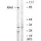 Ras and Rab interactor 1 antibody, A04953, Boster Biological Technology, Western Blot image 