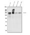 EGFR antibody, A00023-2, Boster Biological Technology, Western Blot image 