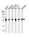 Tyrosine 3-Monooxygenase/Tryptophan 5-Monooxygenase Activation Protein Zeta antibody, M01141-2, Boster Biological Technology, Western Blot image 