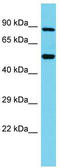 Tetratricopeptide Repeat Domain 25 antibody, TA333632, Origene, Western Blot image 