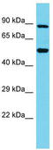 Tetratricopeptide Repeat Domain 25 antibody, TA333632, Origene, Western Blot image 