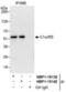 SDE2 Telomere Maintenance Homolog antibody, NBP1-19139, Novus Biologicals, Immunoprecipitation image 