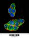 Nuclear Receptor Subfamily 1 Group I Member 2 antibody, 63-583, ProSci, Immunofluorescence image 