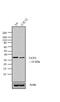 Uncoupling Protein 3 antibody, PA1-055, Invitrogen Antibodies, Western Blot image 