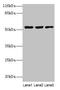 Cornulin antibody, LS-C375513, Lifespan Biosciences, Western Blot image 
