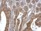 Thiamin pyrophosphokinase 1 antibody, GTX103943, GeneTex, Immunohistochemistry paraffin image 