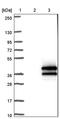 Nucleic Acid Binding Protein 2 antibody, PA5-60779, Invitrogen Antibodies, Western Blot image 