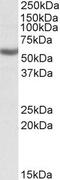 Aldehyde Dehydrogenase 3 Family Member B1 antibody, PA5-19328, Invitrogen Antibodies, Western Blot image 