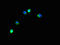 Tripartite Motif Containing 37 antibody, LS-C394869, Lifespan Biosciences, Immunofluorescence image 