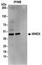 WW Domain Containing Oxidoreductase antibody, NBP2-32121, Novus Biologicals, Western Blot image 