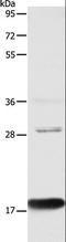 Anterior Gradient 2, Protein Disulphide Isomerase Family Member antibody, LS-C403713, Lifespan Biosciences, Western Blot image 