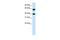 Nuclear RNA Export Factor 3 antibody, PA5-41871, Invitrogen Antibodies, Western Blot image 