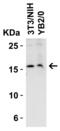 PP17 antibody, 4235, ProSci, Western Blot image 