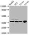 E2F Transcription Factor 5 antibody, CSB-PA624021LA01HU, Cusabio, Western Blot image 