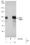 HNF1 Homeobox A antibody, PA5-22310, Invitrogen Antibodies, Immunoprecipitation image 