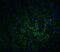 GABA Type A Receptor Associated Protein Like 2 antibody, A01927-1, Boster Biological Technology, Immunofluorescence image 