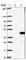 THAP Domain Containing 10 antibody, HPA041416, Atlas Antibodies, Western Blot image 