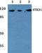 Serine/Threonine Kinase 31 antibody, A09588, Boster Biological Technology, Western Blot image 