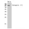 Integrin Subunit Alpha 5 antibody, LS-C387677, Lifespan Biosciences, Western Blot image 