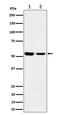 Angio-associated migratory cell protein antibody, M07409, Boster Biological Technology, Western Blot image 