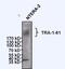 Podocalyxin Like antibody, MA1-024, Invitrogen Antibodies, Western Blot image 