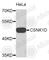 Casein Kinase 1 Delta antibody, A3812, ABclonal Technology, Western Blot image 