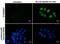 p21 antibody, GTX629627, GeneTex, Immunofluorescence image 