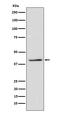Tribbles Pseudokinase 3 antibody, M01414-2, Boster Biological Technology, Western Blot image 