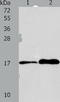 Anterior Gradient 3, Protein Disulphide Isomerase Family Member antibody, TA321945, Origene, Western Blot image 