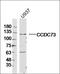 Coiled-Coil Domain Containing 73 antibody, orb182509, Biorbyt, Western Blot image 