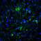 Lysine Demethylase 1A antibody, A00532, Boster Biological Technology, Immunofluorescence image 