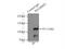 SECIS Binding Protein 2 antibody, 12798-1-AP, Proteintech Group, Immunoprecipitation image 