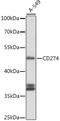 PD-L1 antibody, LS-C746930, Lifespan Biosciences, Western Blot image 