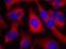 Insulin Receptor Substrate 1 antibody, A00268, Boster Biological Technology, Immunofluorescence image 