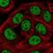 SAP30 Binding Protein antibody, NBP2-38685, Novus Biologicals, Immunocytochemistry image 