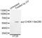 Checkpoint Kinase 1 antibody, STJ22071, St John