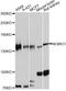 NODAL Modulator 1 antibody, A10510, ABclonal Technology, Western Blot image 