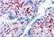 CTL2 antibody, MBS246684, MyBioSource, Immunohistochemistry frozen image 