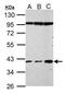 Haptoglobin antibody, PA5-22255, Invitrogen Antibodies, Western Blot image 