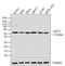 RAC-beta serine/threonine-protein kinase antibody, 39-3900, Invitrogen Antibodies, Western Blot image 