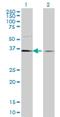 Transcription Elongation Factor A1 antibody, H00006917-M06, Novus Biologicals, Western Blot image 