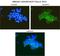 Toll Like Receptor 5 antibody, NBP2-24787AF488, Novus Biologicals, Immunocytochemistry image 