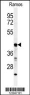 Beta-1,3-Galactosyltransferase 6 antibody, 61-753, ProSci, Western Blot image 