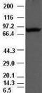 Periostin antibody, LS-C114361, Lifespan Biosciences, Western Blot image 