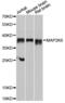 Mitogen-Activated Protein Kinase Kinase 6 antibody, A14191, ABclonal Technology, Western Blot image 